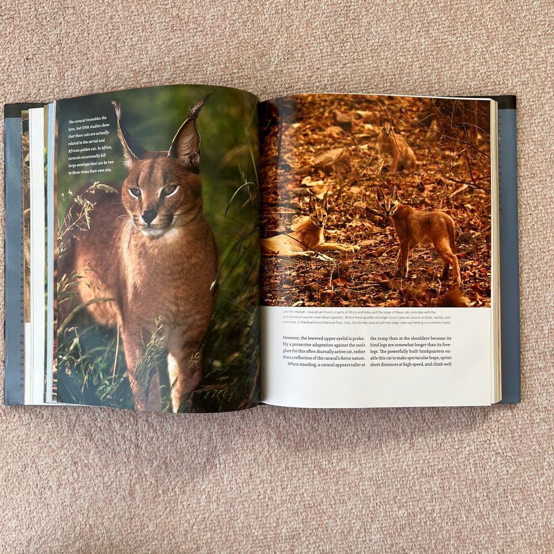 洋書　The Wild Cat Book 野生ネコ